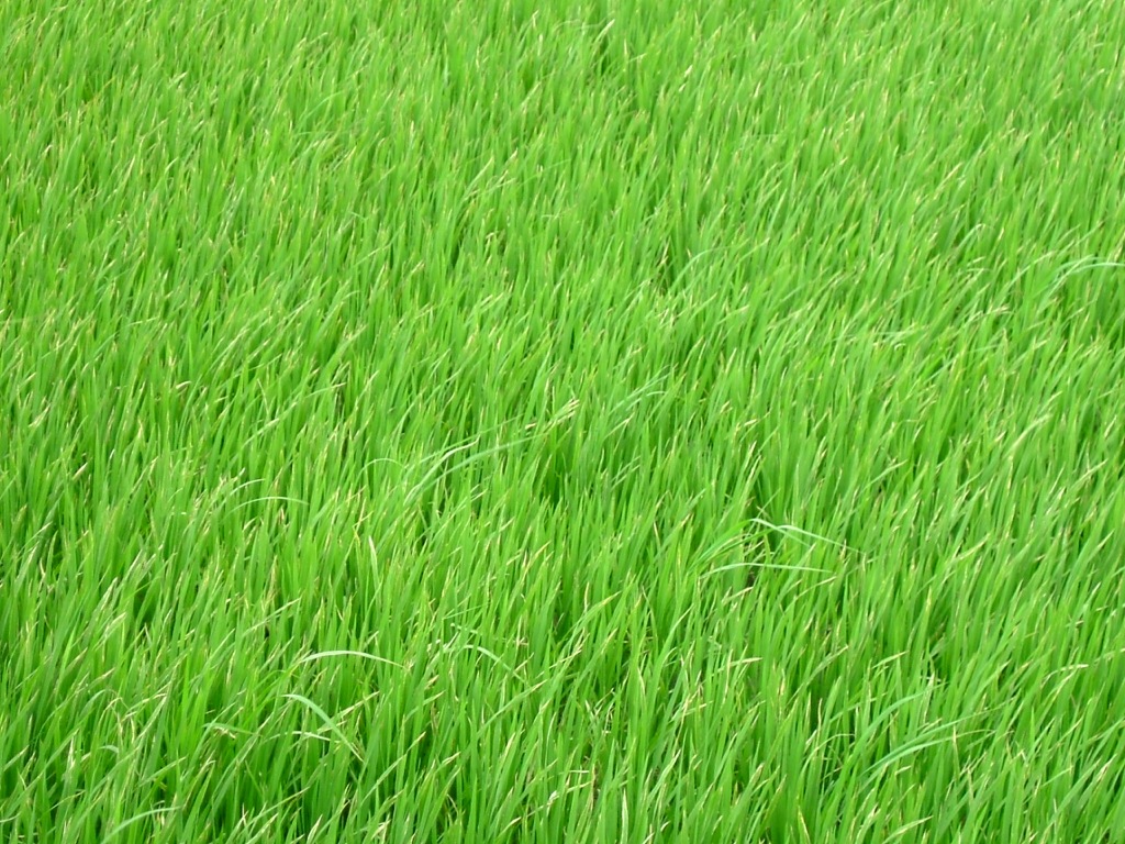 rice field vn org